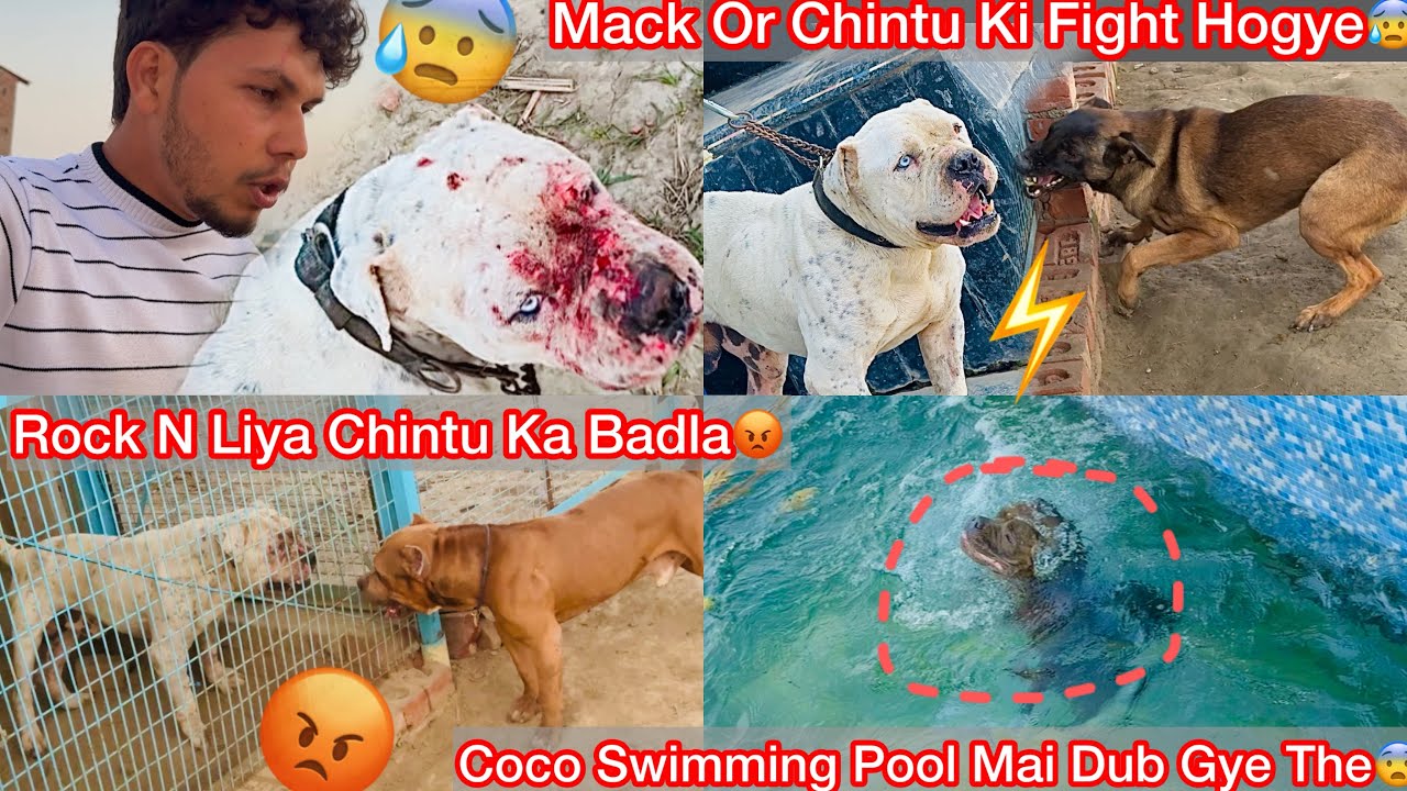 Chintu Or Mack Ka Khatarnak Panga Hua😰 Rock N Bdla Liya Mack Se😡 Coco Swimming Pool Mai Dub Gye The😨