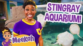 meekah makes animal friends at the stingray aquarium meekah full episodes