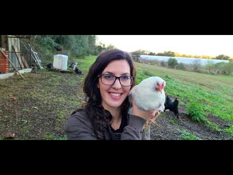 Video: Sistemazione Corretta Del Pollaio All'interno Con Le Tue Mani, Video E Foto