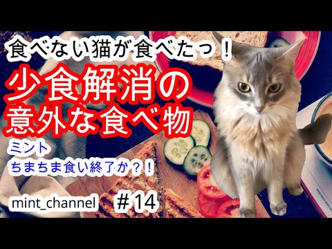 【ソマリ】急にガッつき初完食したのは、まさかの…アレ A cat with an increased appetite. (#14)