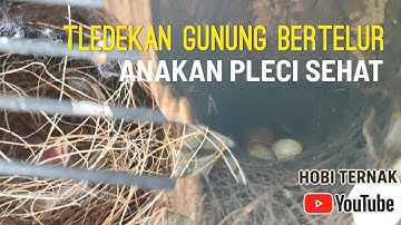 Cek Sarang Burung Tledekan Gunung Sudah Bertelur & Anakan Pleci Sehat di Kandang OMAH TEMBAKAU BF