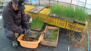 【三雲】 赤玉ねぎ定植《前編》　2022年1月10日　#650