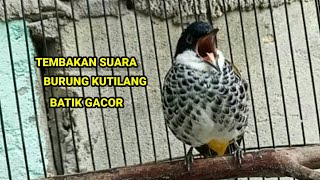 SUARA GACOR TEMBAKAN KUTILANG BATIK | CUCAK BERSISIK | LINCANG MACAN | COCOK BUAT MASTERAN