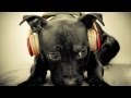 Techno remix of dog barking