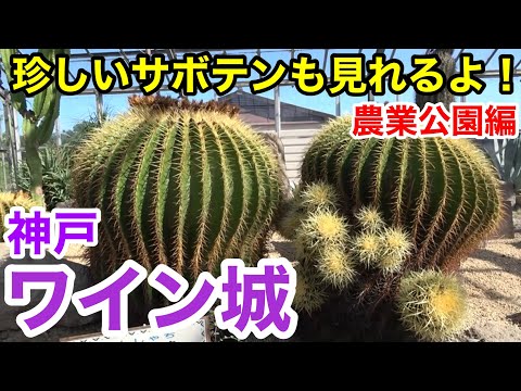 【神戸観光】珍しいサボテンも見れるよ! 神戸ワイナリー 〜農業公園編〜