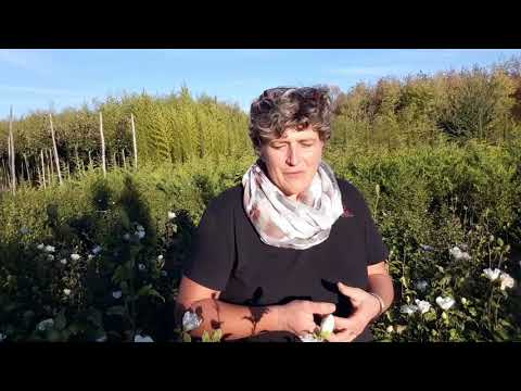 Video: Posso piantare i semi di Rose Of Sharon - Scopri come iniziare i semi da Rose Of Sharon