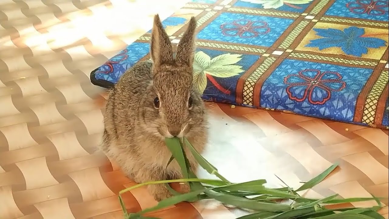 Simla Rabbit जंगली खरगोश || The Wild Rabbit At Home, Shimla, Himachal, India - YouTube