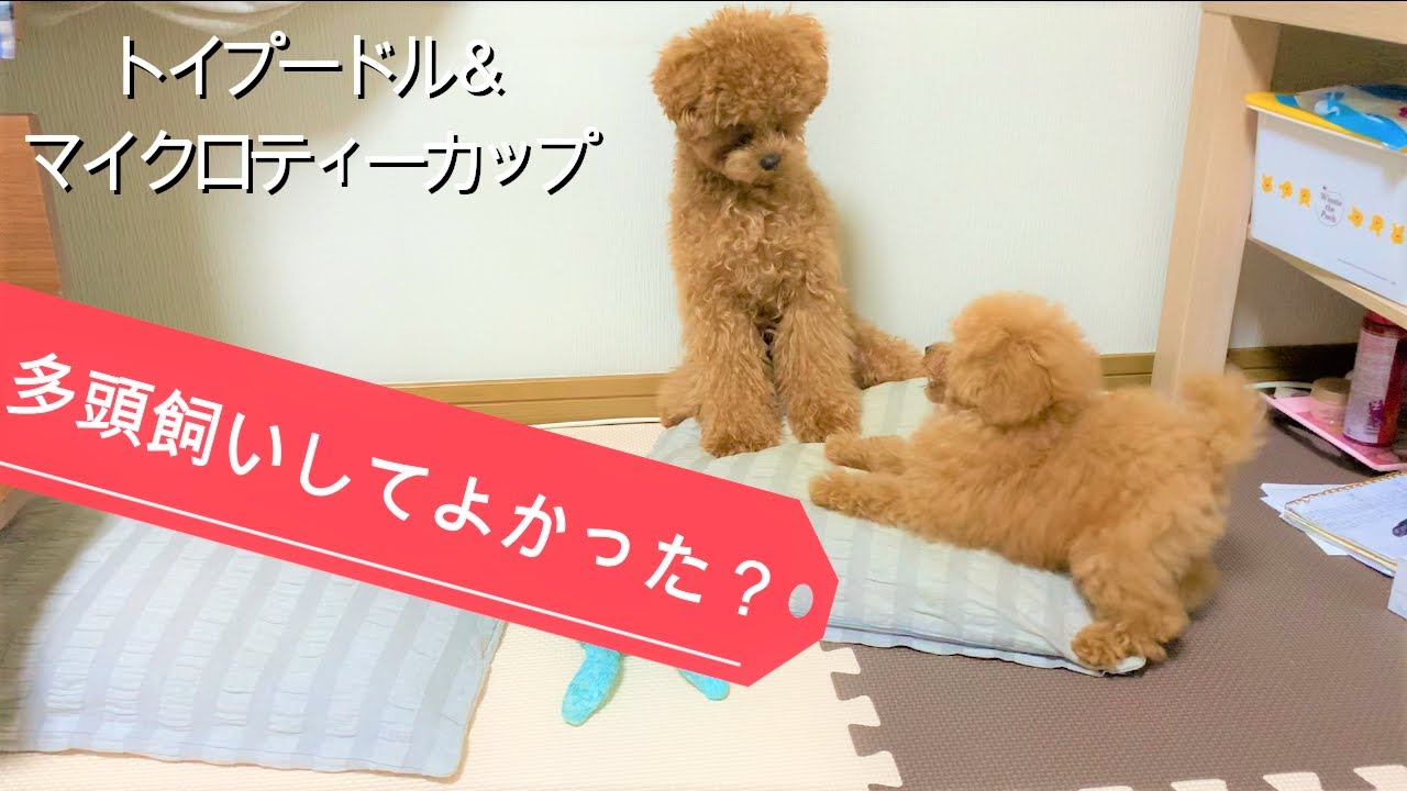 生後10ヶ月のトイプードルと生後3ヶ月のマイクロプードルがご対面してから仲良くなるまでの様子がこちらです 多頭飼い 極小マイクロティーカッププードル トイプードル Youtube
