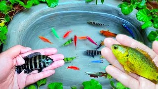 Catch Unique Little Frogs | Catching And Finding A Lot Of Beautiful Baby Koi Fish, Angel Fish#25