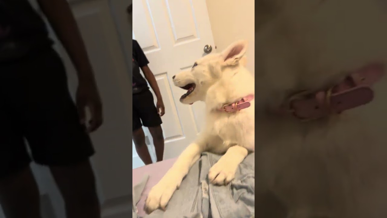 My dog be so extra #viral #fyp #explorepage - YouTube
