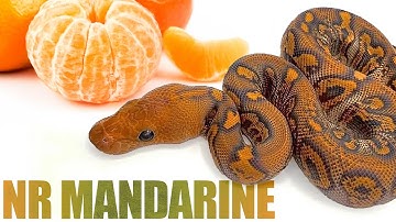 Watch This Snake Gene DOMINATE The Ball Python Market