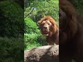 #lion #roarforlife #Lion roaring #viral #bihar #liinatural