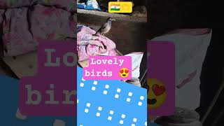 lovely birds 🤩 #song #coversong #bollywood #savebirds #explorephysics