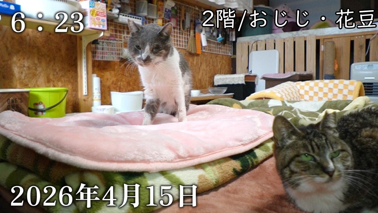 猫の家 My cats, the cats on the porch, and memories of Ojiji. Filmed on