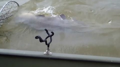 Câu cá ngoài khơi vô tình bắt được thủy quái nặng 55 kg