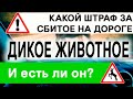 Сбитый лось: какой штраф за сбитое на дороге животное?