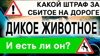 Сбитый лось: какой штраф за сбитое на дороге животное?