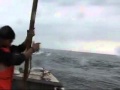 Охоту на китов посчастливилось наблюдать журналистам "Вестей: Приморья". Видеорепортаж Ф.Гурко