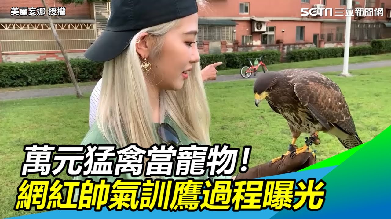 影 萬元猛禽當寵物 網紅訓鷹過程曝光網 帥氣度爆表 寵物 三立新聞網setn Com