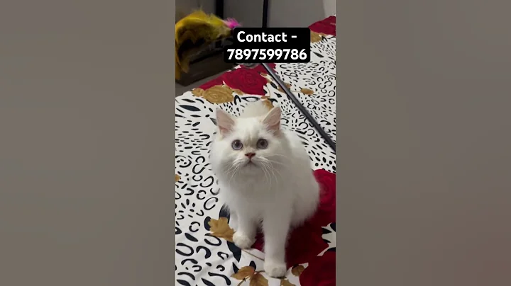 Video 11400691: quality persian cat kitten
