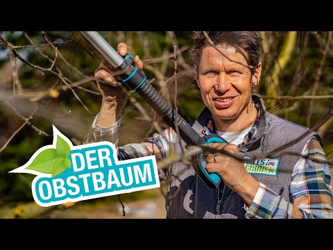 Video: Wie man Gartenbäume vor Schädlingen schützt