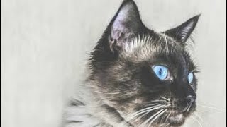 Exciting facts about Balinese cat 🐈 #cat #siamese #balinesecat .#wildlife #amazingfacts #fact #short
