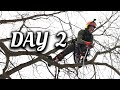My biggest tree removal yet (DAY 2)