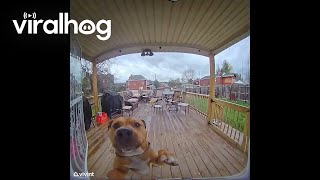 Smart Puppy Rings Doorbell || Viralhog