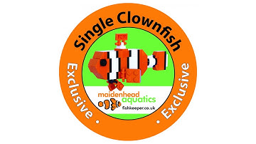 Reefscape Single Clownfish - Timelapse Build