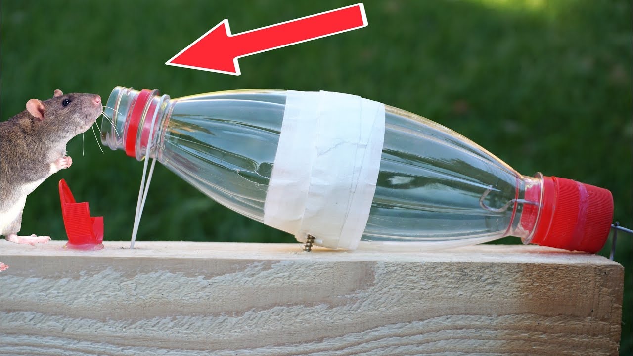 15 Best Homemade Mouse Trap Ideas That Really Work  Homemade mouse traps,  Mouse traps, Mouse trap diy