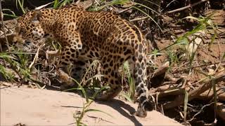 Jaguar (Panthera Onca)