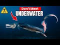 9 Fish You NEVER Wanna Meet Underwater (Scary Sea Creatures)
