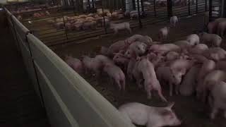 Showing You Guys Are 2,400 Head Hog Barn