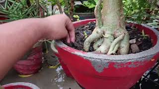 Adenium care in rainy day || baris ke dino me adenium ki care || बरसात के मौसम में एडेनियम की देखभाल