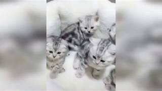 Смешные котики #1 : Funny kittens #1