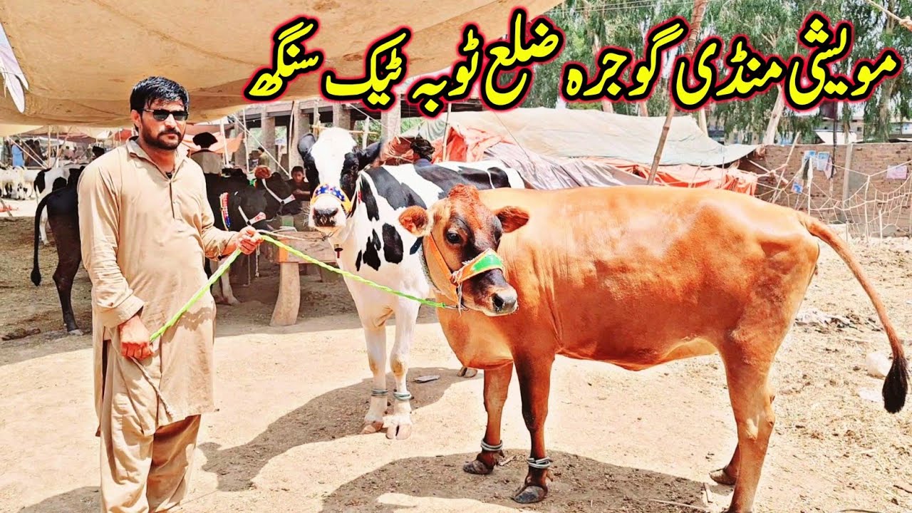 Imported Jersey Fresian Bachriyan Price In Gojra Mandi Toba Tek Singh