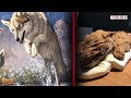 A Frozen Prehistoric Wolf Pup & More - 7 Days of Science