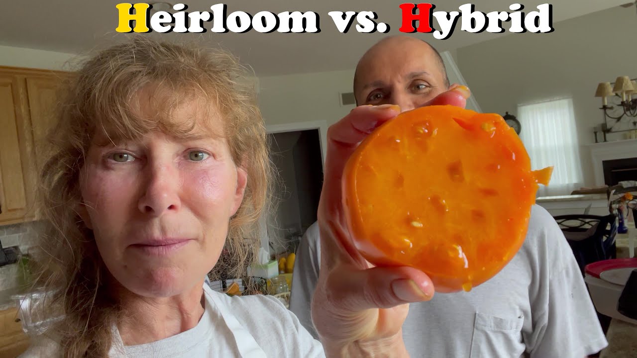 Tomato Taste Test Featuring Parks Whopper and Dr Wyche's Yellow