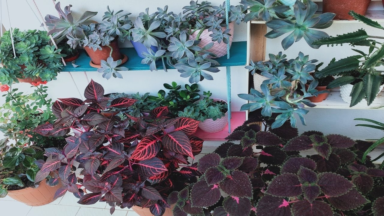 Merak Edilen Balkonum ve Balkonumdaki Bazı Çiçekler, Çiçekler ve Bakımı, Çiçek Bakımı, Balkon Bahçem