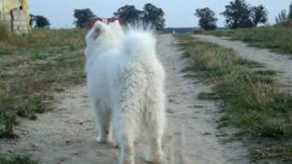 Shiba I Samoyed Na Spacerku