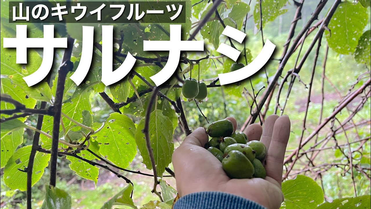 夏の山菜【山の果物】コクワ（サルナシ）の実採って食べる - YouTube
