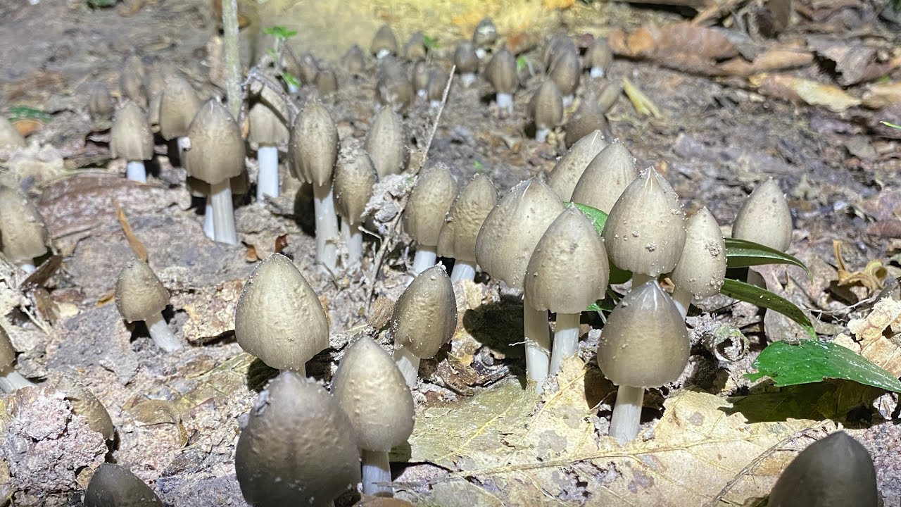 Săn Tìm Nấm Mối Rừng Giữa Đêm Khuya, Nấm Mối Rừng Hương Vị  Nấm Mới Quê Tôi 