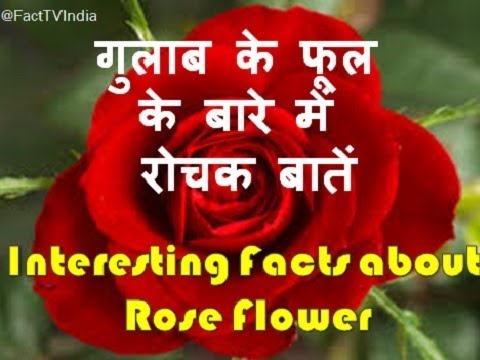 "गुलाब के फूल" के बारे में 21 रोचक तथ्य | 21 Interesting Facts about "Rose" in Hindi