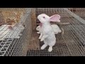 Разведение кроликов. Белый великан и Советская шиншила.Rabbit breeding