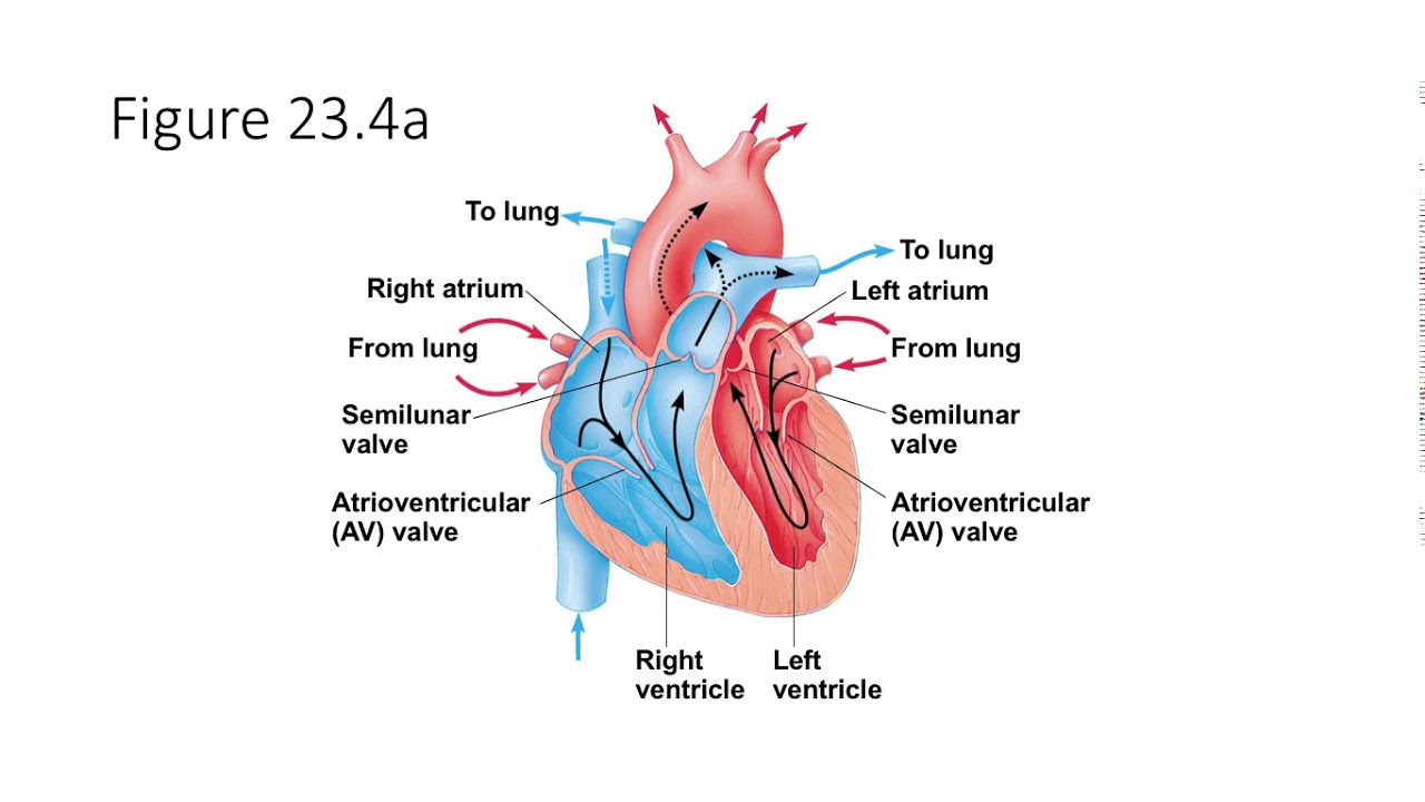 3 в правое предсердие впадает. Атриовентрикулярный канал. Left Atrium right Atrium left ventricle. Атриовентрикулярный клапан. Shunt lung.