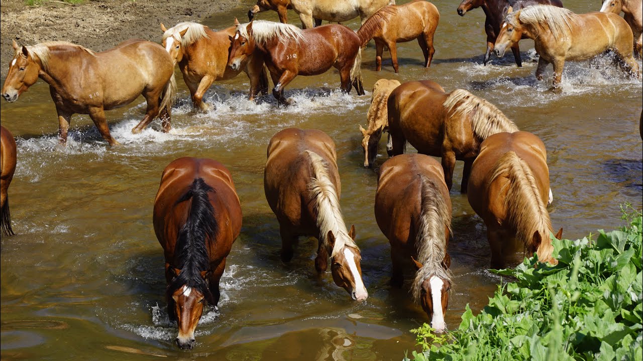 Лошади на воле. Спустя неделю после выгона табуна.