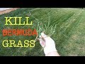 How to kill Bermuda grass in a cool season lawn