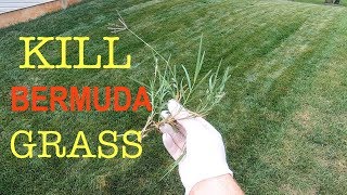 How to kill Bermuda grass in a cool season lawn