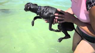Kubo, our Italian Greyhound, enjoying a paddle at the beach.