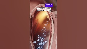 Visualizing Fertilization: A 3D Animation